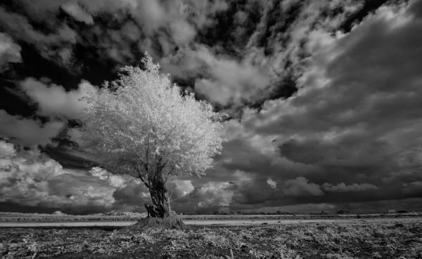Photograph Gert Van Den Bosch Tree Infrared on One Eyeland